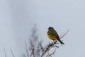 Black headed wagtail sits on a twig on a blurred background