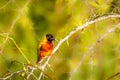 Black-headed Weaver Ploceus melanocephalus, Murchison Falls, Uganda. Royalty Free Stock Photo