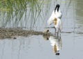 Black Headed White Ibis Standing With His Friend Pond Heron