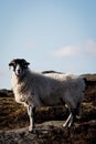 Black-headed white Lonk sheep in a hill against a cloudless sky Royalty Free Stock Photo