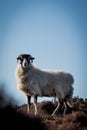 Black-headed white Lonk sheep in a hill against a cloudless sky Royalty Free Stock Photo