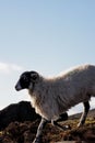 Black-headed white Lonk sheep in a hill against a cloudless sky Royalty Free Stock Photo