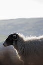 Black-headed white Lonk sheep in a hill against a cloudless sky Royalty Free Stock Photo