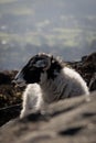 Black-headed white Lonk sheep in a hill against a cloudless sky Royalty Free Stock Photo