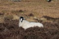 Black-headed white Lonk sheep lying in a meadow on a sunny day Royalty Free Stock Photo