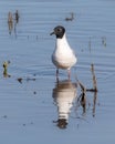 Closeup of Bonaparte\'s Gull looking for food in shallow water with its reflection Royalty Free Stock Photo