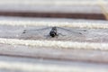 Black heath dragonfly warms up on deck