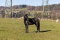 black heavily soiled horse standing on a green meadow with turned head in the background you can see power poles and a white