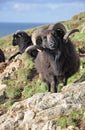 Black Hebridean Ram Royalty Free Stock Photo