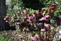 Black hellebore Heleborus niger blooms March and may have deep purple petals
