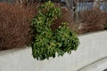 Black Hellebore Heleborus niger blooms in March and may have deep purple petals, in a concrete pot on the patio