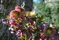 black hellebore Heleborus niger blooms in March and may have deep purple petals