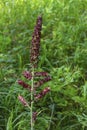 Black hellebore, Veratrum