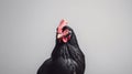 Black hen australorp (Gallus gallus) at the farm. Generative AI