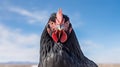 Black hen australorp (Gallus gallus) at the farm. Generative AI