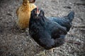 Chicken coop hen farm bird with black feathers in the barnyard Royalty Free Stock Photo