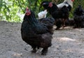 Black hen Royalty Free Stock Photo