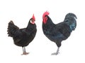 Black hen and cockerel on a white