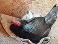 the black hen incubates the eggs