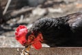 Black hen red crest Royalty Free Stock Photo