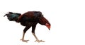 black hen walking isolated on white, studio shot,chicken,clipping path