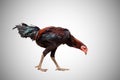 black hen walking on white, studio shot,chicken,clipping path Royalty Free Stock Photo