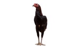 black hen walking on white, studio shot, chicken, clipping path Royalty Free Stock Photo