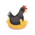 Black hen with yellow chick sitting in nest. Farm birds. Poultry farming theme. Flat vector element for advertising Royalty Free Stock Photo