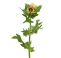 Black henbane blooming plant isolated on white, Hyoscyamus niger