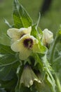 Black Henbane Royalty Free Stock Photo