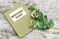 Black henbane (Hyoscyamus niger) and directory medicinal plant Royalty Free Stock Photo