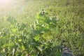 Black henbane Hyoscyamus niger, a flowering poisonous plant containing alkaloids Royalty Free Stock Photo