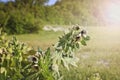 Black henbane Hyoscyamus niger, a flowering poisonous plant containing alkaloids Royalty Free Stock Photo