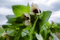 Black henbane