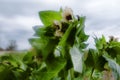 Black henbane