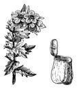 Black Henbane or Hyoscyamus niger, vintage engraving