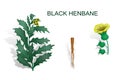 BLACK HENBANE Royalty Free Stock Photo