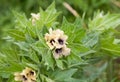 Black henbane or stinking nightshade Hyoscyamus niger flower. Poisonous plant. Royalty Free Stock Photo