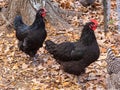 Two black free range hen from a Texas farm.