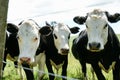 Black hereford cattle closeup Royalty Free Stock Photo