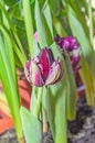 Black hero tulip with green leafs, dark mauve and white colors, Royalty Free Stock Photo