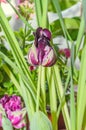 Black hero tulip with green leafs, dark mauve and white colors, Royalty Free Stock Photo