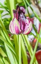 Black hero tulip with green leafs, dark mauve and white colors Royalty Free Stock Photo