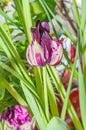 Black hero tulip with green leafs, dark mauve and white colors Royalty Free Stock Photo