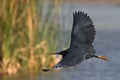 Black Heron