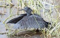 Black Heron