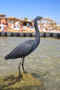 Black Heron on the beach in Sharm El Sheikh Royalty Free Stock Photo