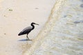 Black heron at the beach