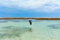 A black heron bird flies over the clear, clean water of the ocean on the popular tourist island of Bali Royalty Free Stock Photo