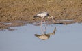 Black heron Birds reflection in water